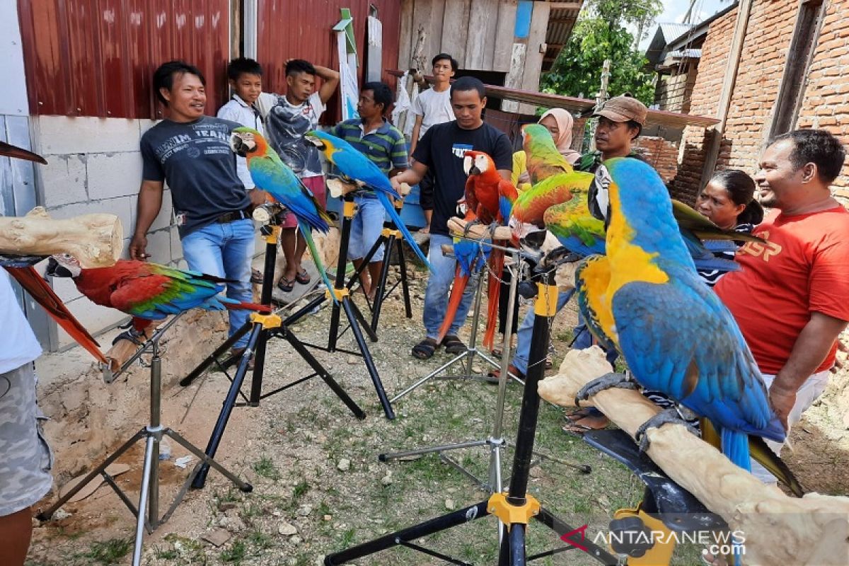 Penggemar burung impor Macaw rambah Kota Kendari