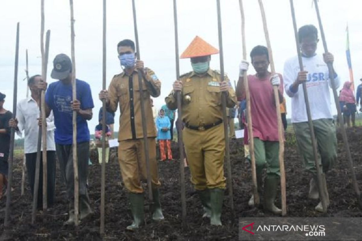 Bangka Belitung siapkan Rp18 miliar kembangkan 800 hektare sawah Desa Tuik