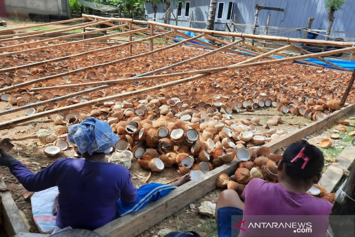 Anggota DPR ingatkan antisipasi kebijakan rencana pelarangan ekspor kelapa bulat