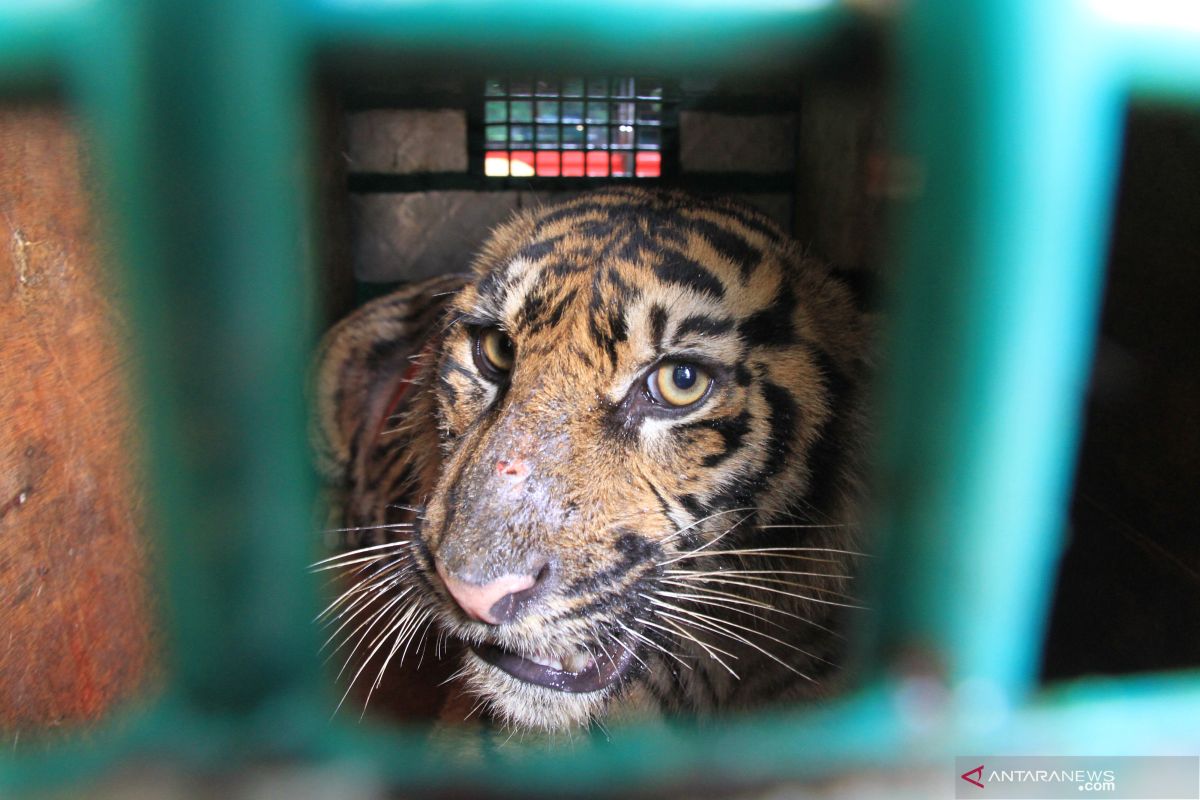 BBKSDA Sumut pasang kamera pantau harimau Sumatera di Langkat