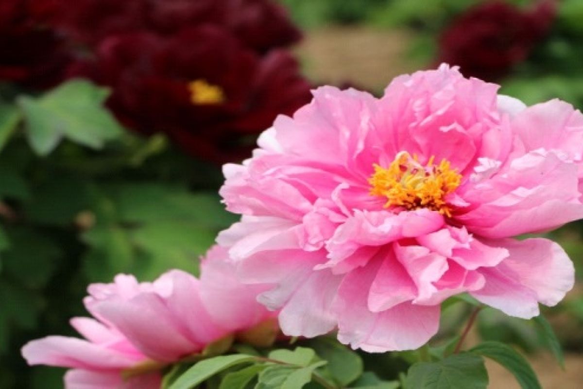 Heze promotes peony as an industry and art, calling for entries for a series of competitions