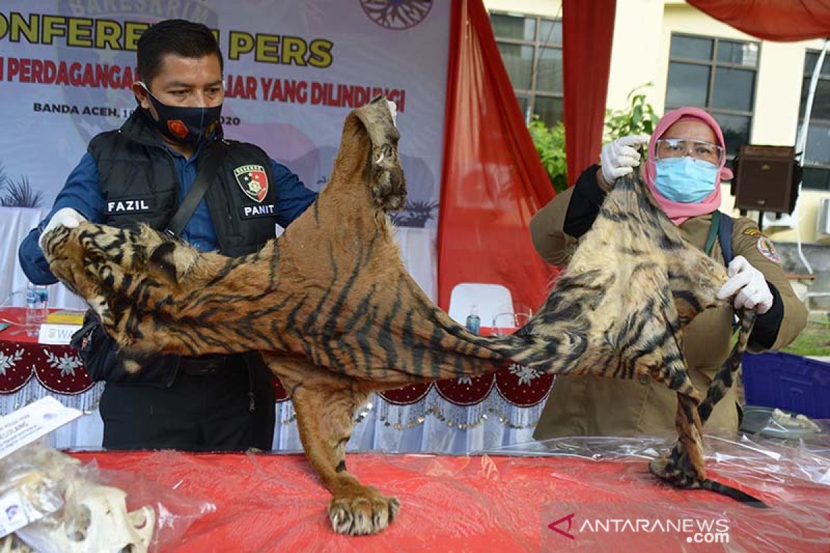 Tim gabungan Polda Aceh gagalkan perdagangan satwa Rp6,3 miliar