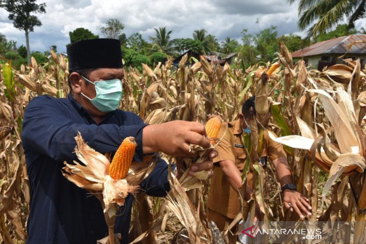 Wali Kota Padangsidimpuan apresiasi Desa Manegen hasilkan 13 ton Jagung Hibrida