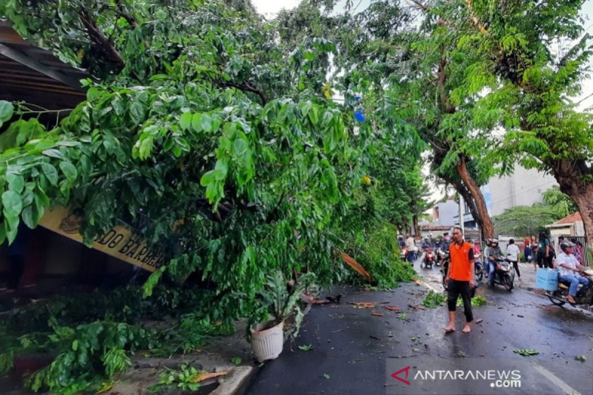 Puluhan pohon di Kudus tumbang diterjang angin kencang