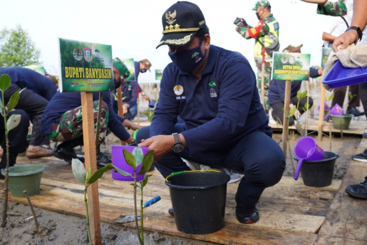 629 warga pesisir Sumsel jalankan program padat karya tanam mangrove