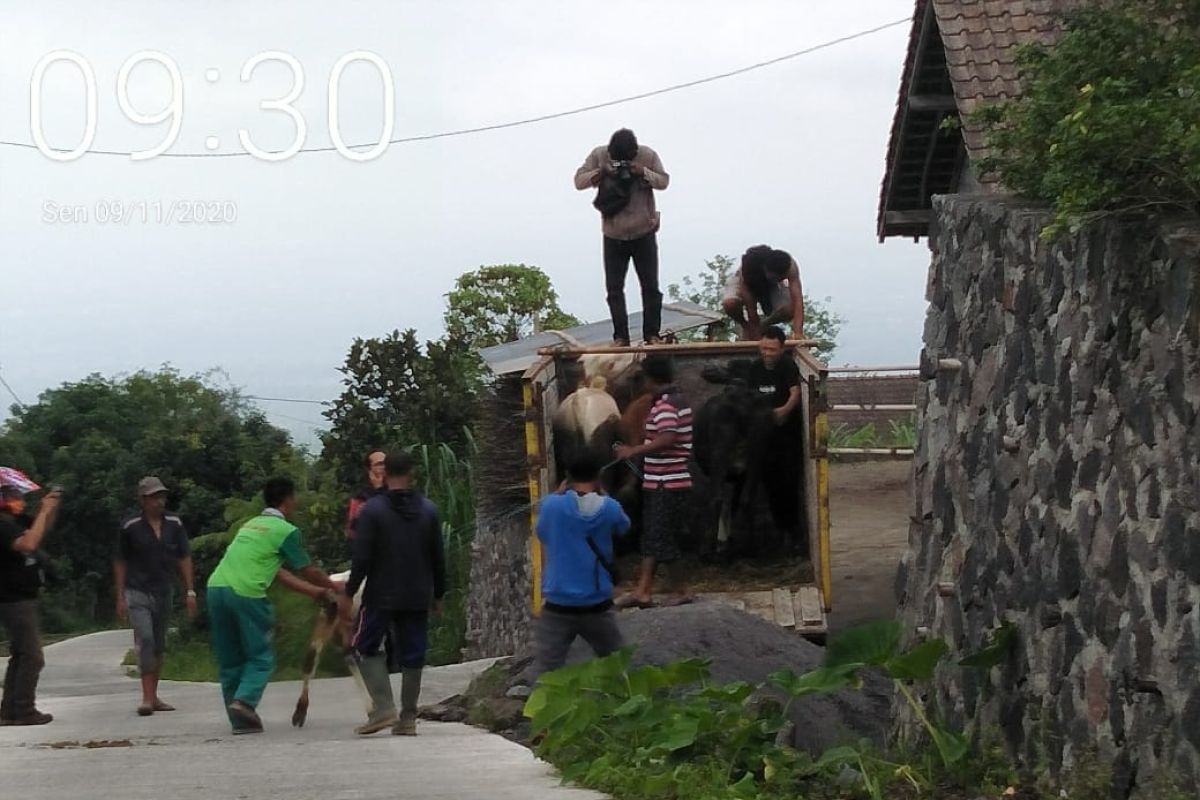 Ratusan ternak di daerah rawan erupsi Merapi Sleman belum diungsikan