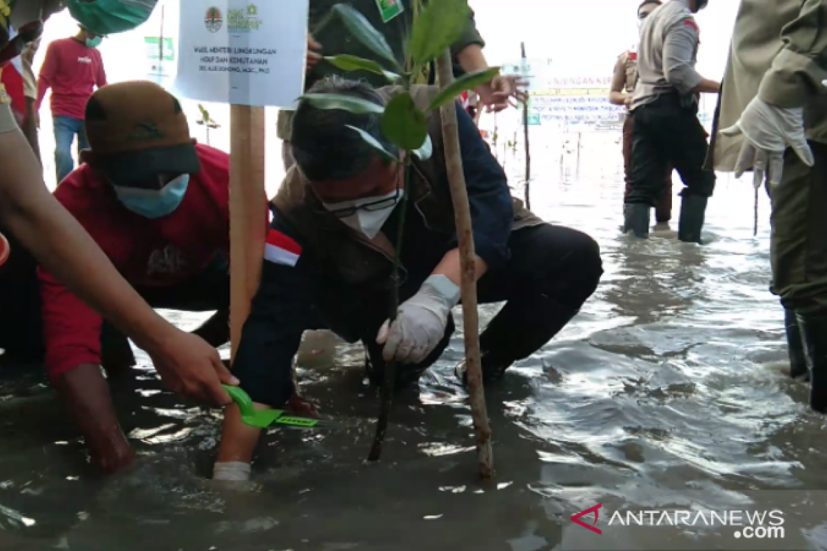 Wamen LHK ikut program padat karya penanaman mangrove di Sultra