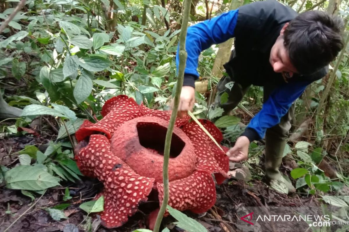 Bunga rafflesia tuan-mudae mekar di Cagar Alam Maninjau Agam Sumbar