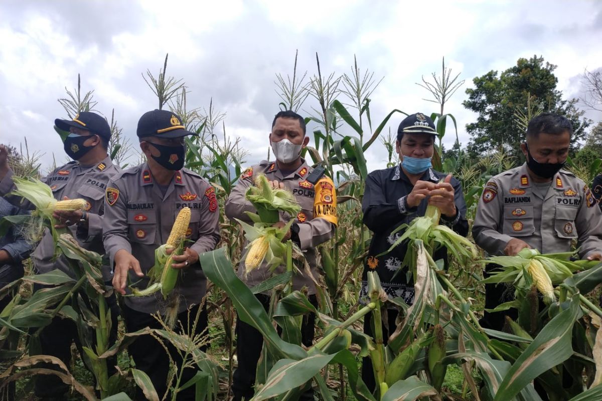 Polres Aceh Tengah panen 2 ton jagung, hasilnya dibagi ke masyarakat