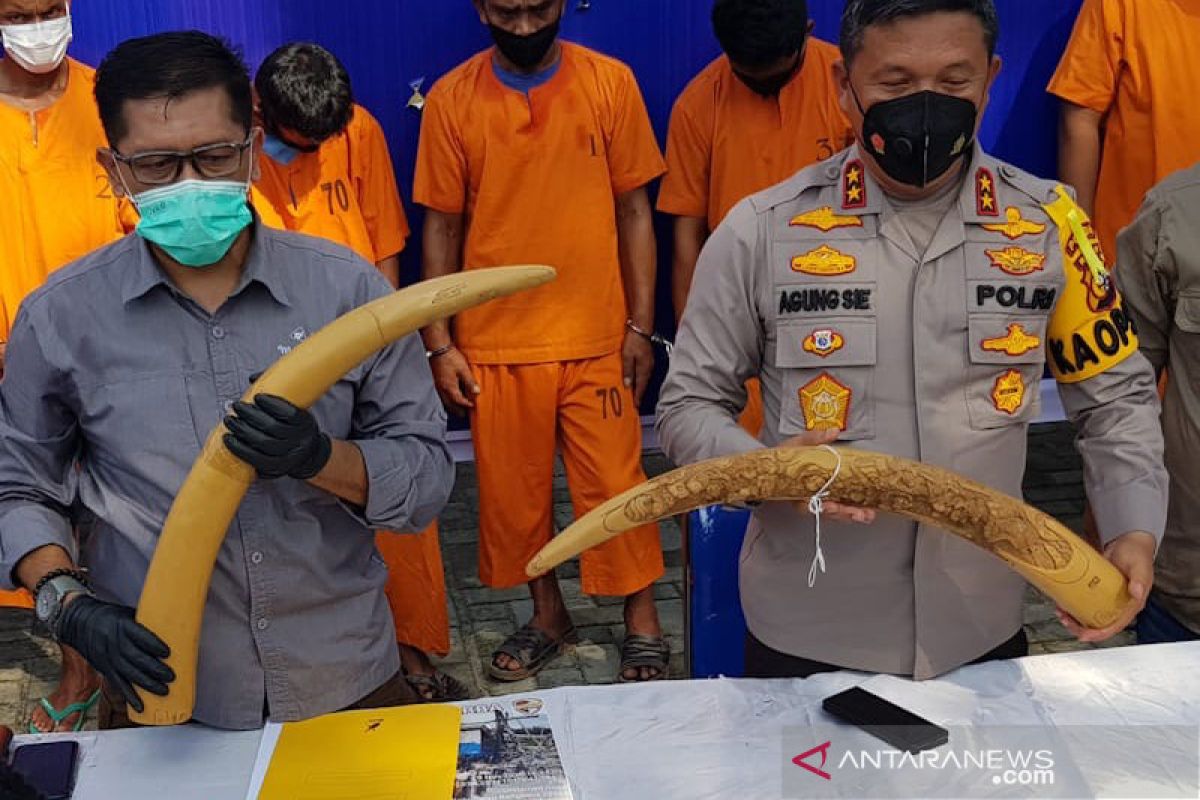 Perdagangan gading gajah  di Riau libatkan oknum guru