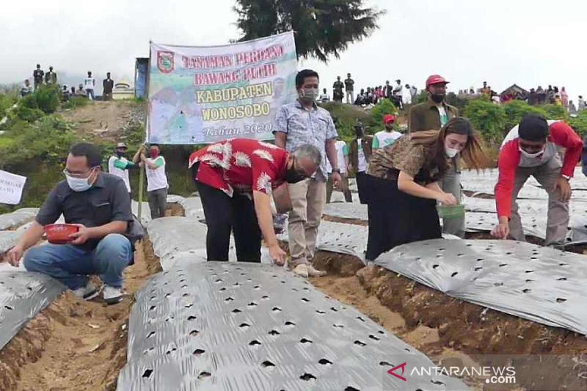 Petani Temanggung didorong tingkatkan produksi bawang putih