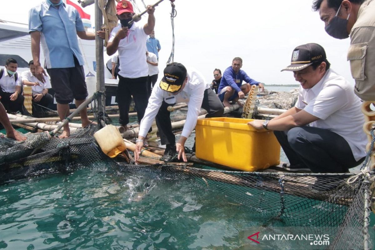 Pemprov Babel salurkan benih kerapu bantu warga Pulau Semujur