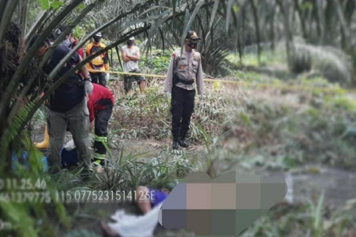 Pamit BAB, sopir truk ditemukan meninggal di kebun sawit