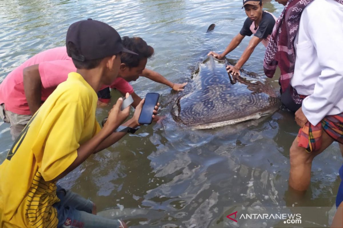 Hiu paus terdampar di kawasan mangrove Lombok Barat berhasil diselamatkan