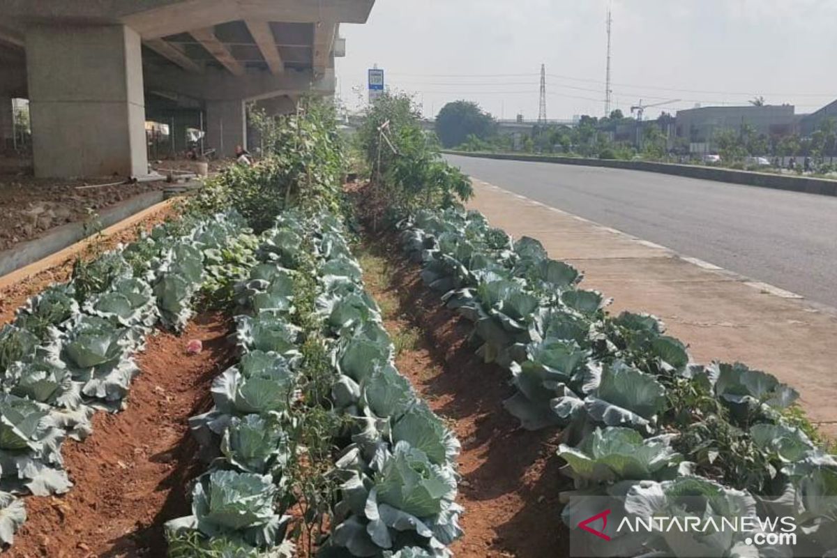 Sepekan, uji coba terowongan Senen hingga kolong Becakayu jadi kebun