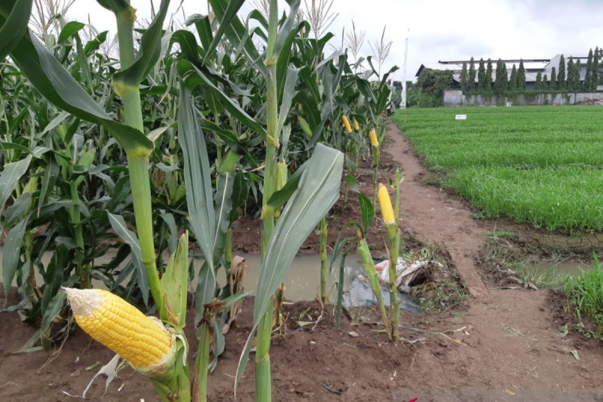 Kementan catat impor jagung hampir 1 juta ton untuk bahan industri