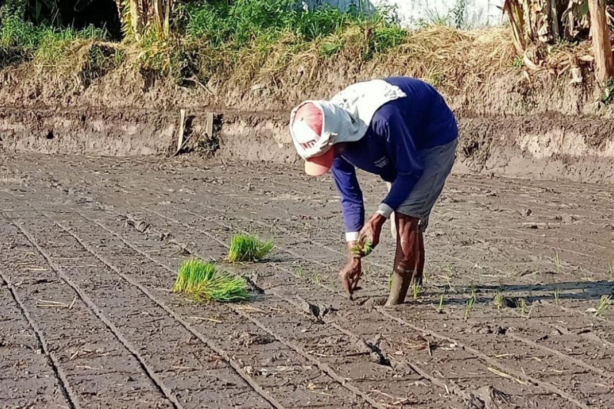 Model Dam, solusi cepat tanam padi