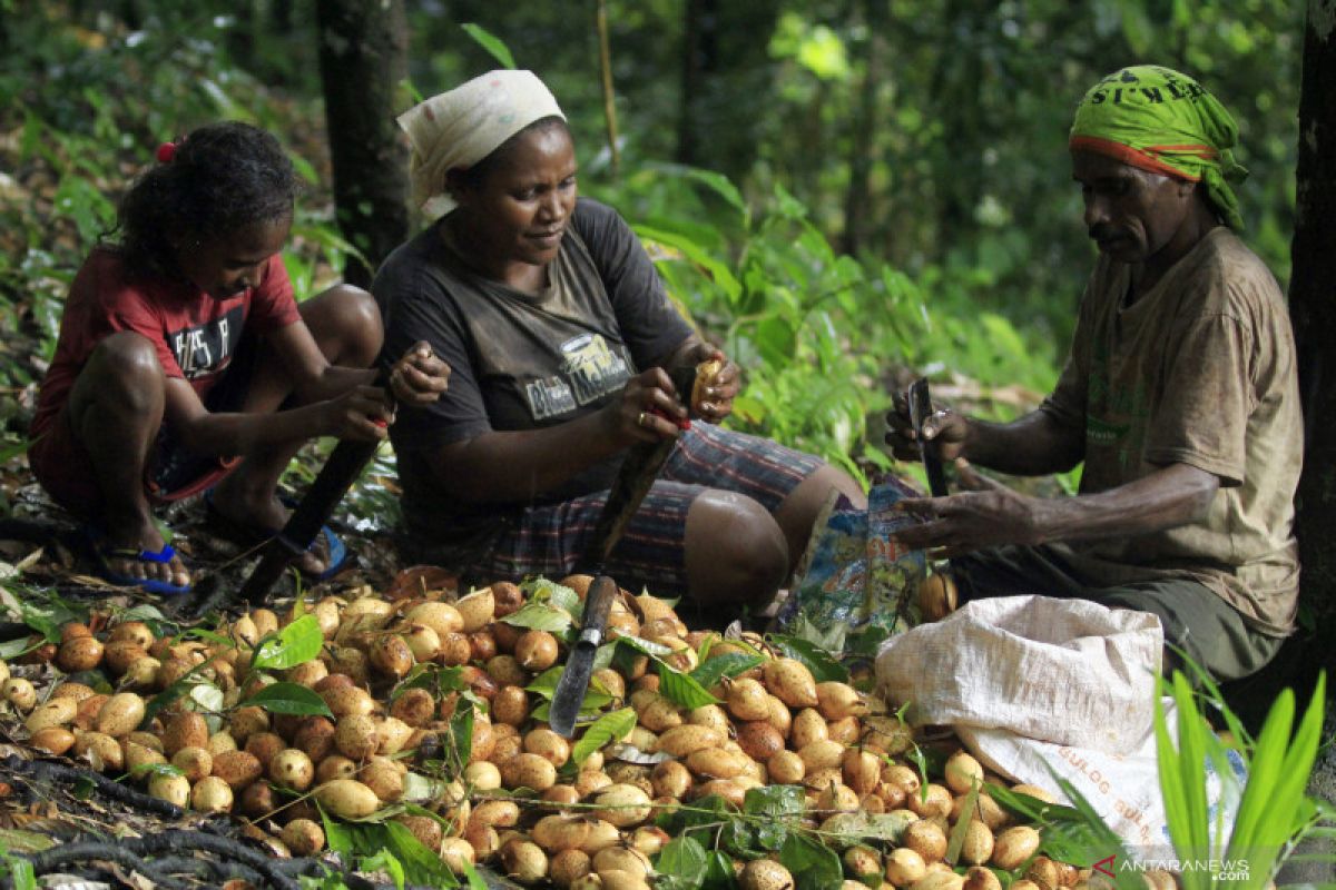 Produsen pala asal Belanda akan investasi Rp4,2 triliun di Papua Barat