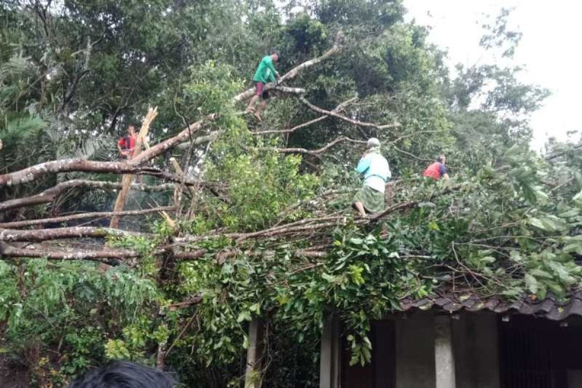 Angin kencang tumbangkan pepohonan di Borobudur