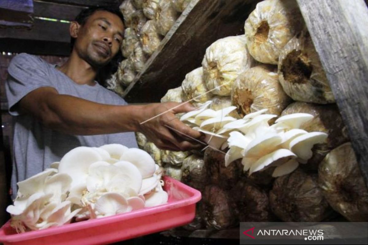 Petani siasati pemasaran jamur tiram di Aceh Barat melalui medsos