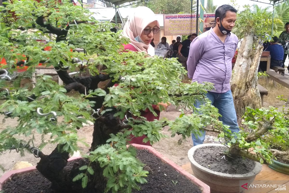 Pecinta bonsai di Kabupaten Penajam Paser Utara segera bentuk asosiasi