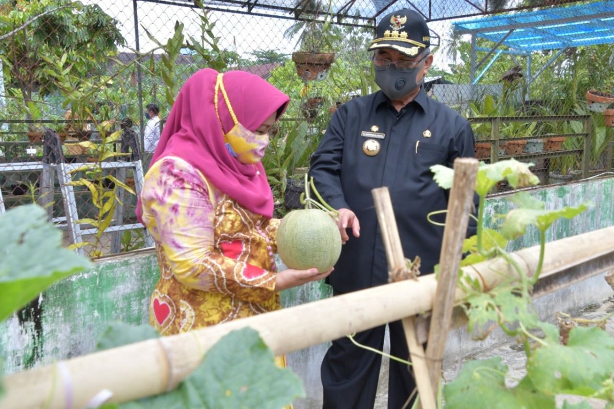 HSS Regent and Deputy harvest melon in the PKK's orchard
