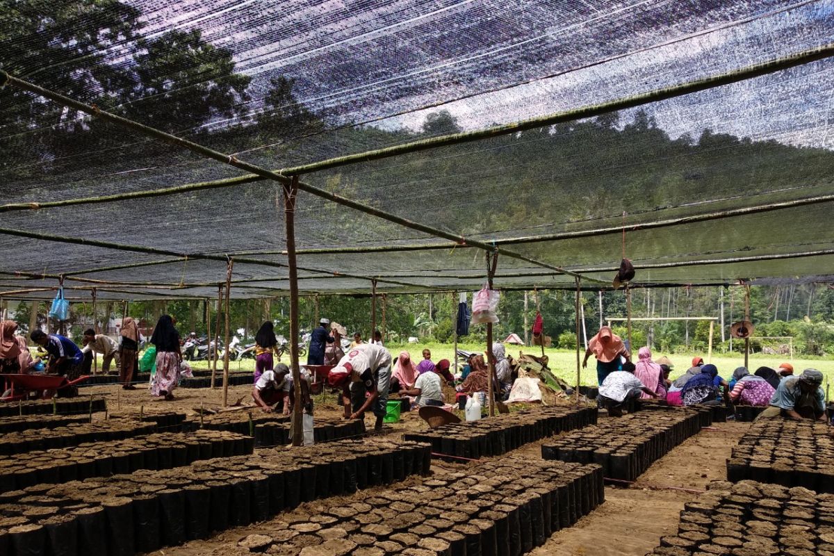 Yayasan Mercy Corps fasilitasi petani Sigi-Donggala lakukan peremajaan benih