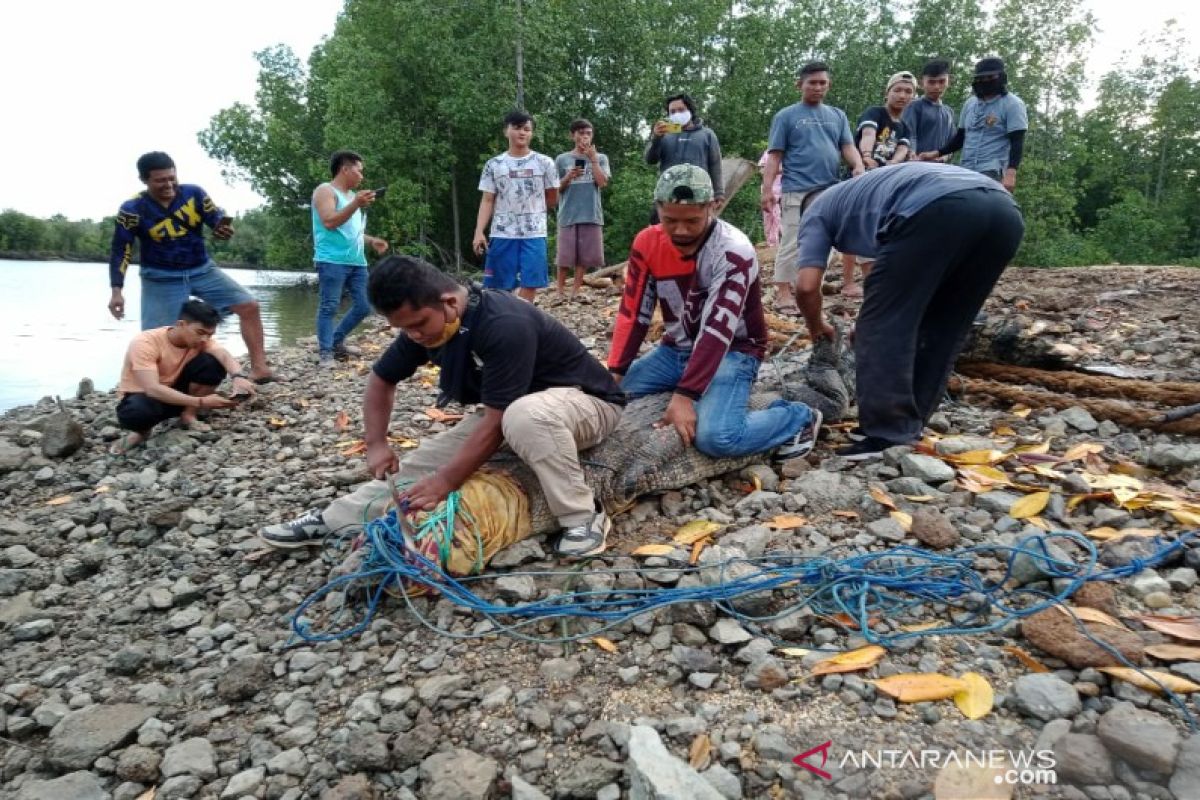 BKSDA Sultra lepas liarkan buaya temuan warga ke Taman Nasional