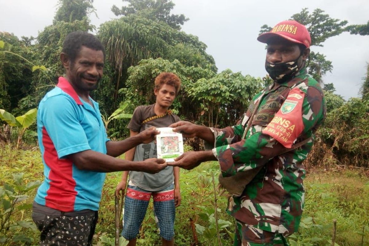 Babinsa bantu bibit tomat petani kampung Kanawa Yapen