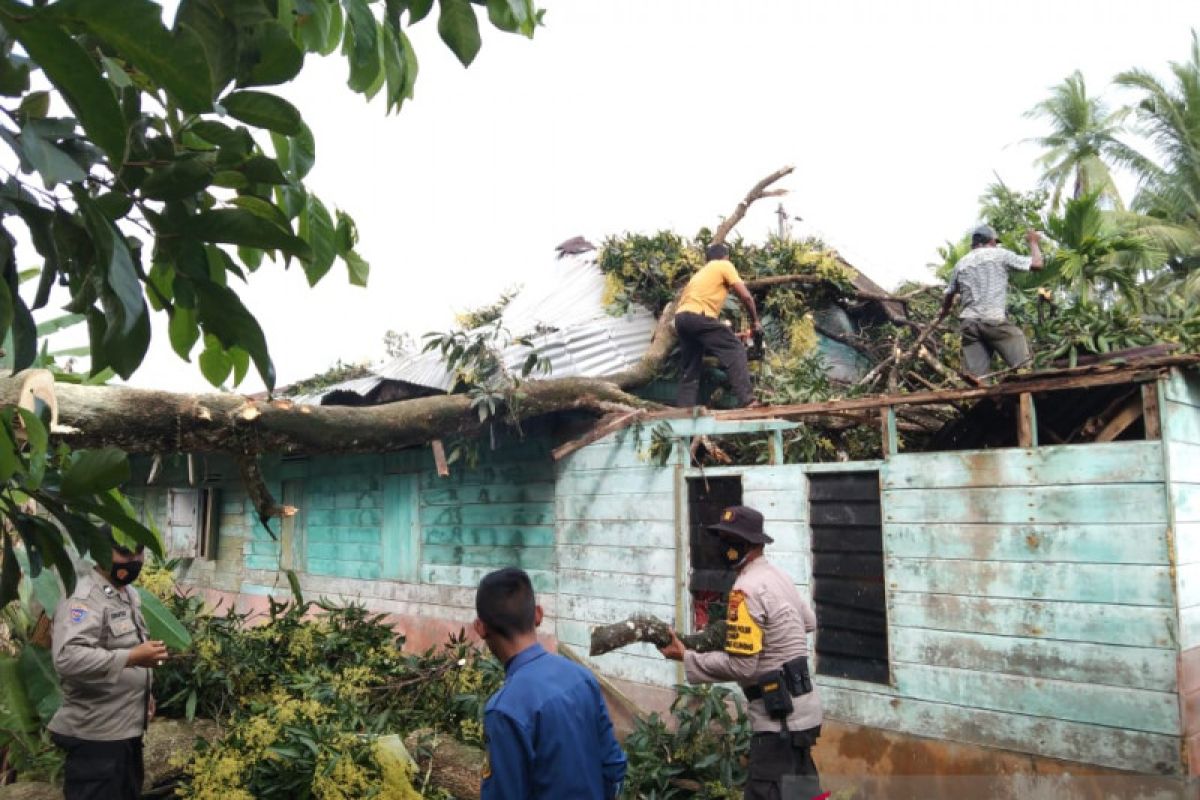 Hujan deras disertai angin kencang, rumah warga Alai ini rusak tertimpa pohon