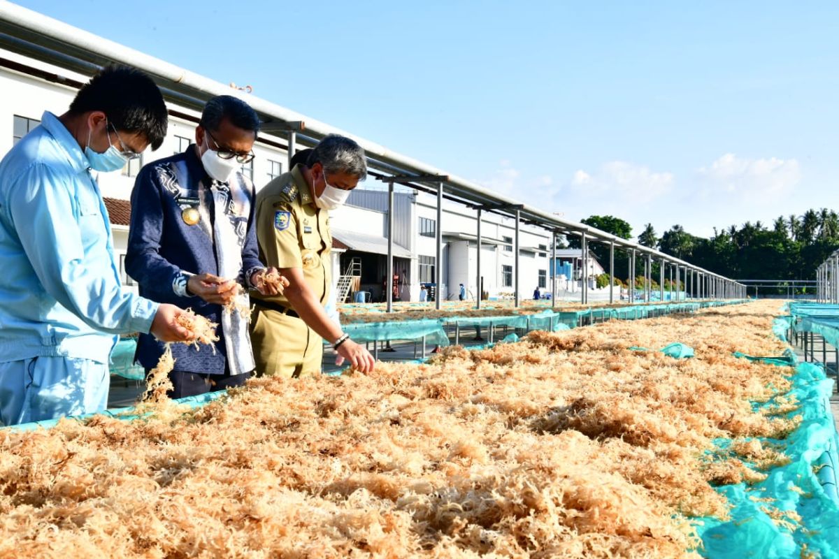 DKP Sulsel : Produksi rumput laut Sulsel hingga triwulan III 2022 capai 2,86 juta ton