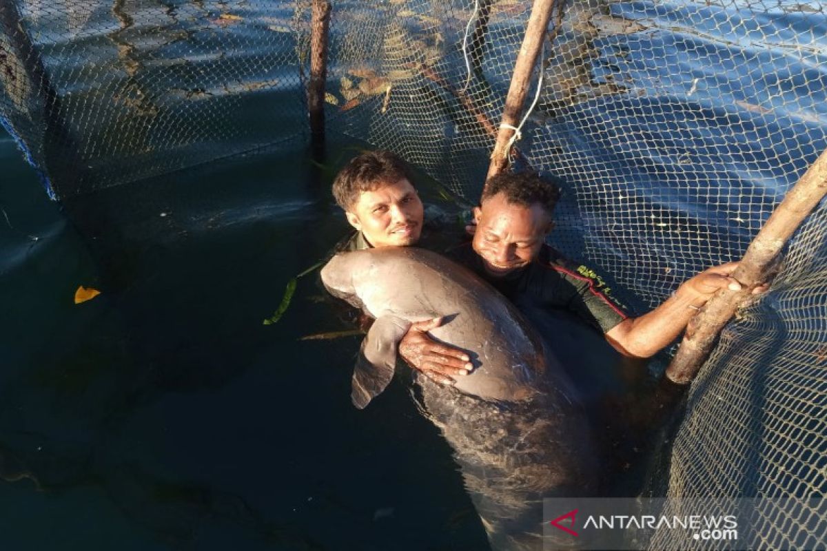 BKSDA Sultra evakuasi ikan duyung temuan warga Konawe Kepulauan