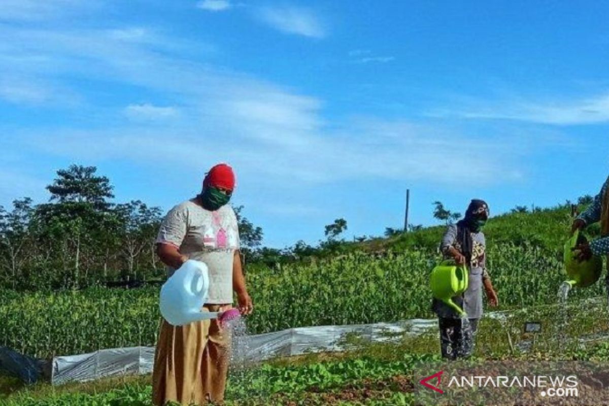 Lima kelompok tani di Jambi siap terima program perhutanan sosial