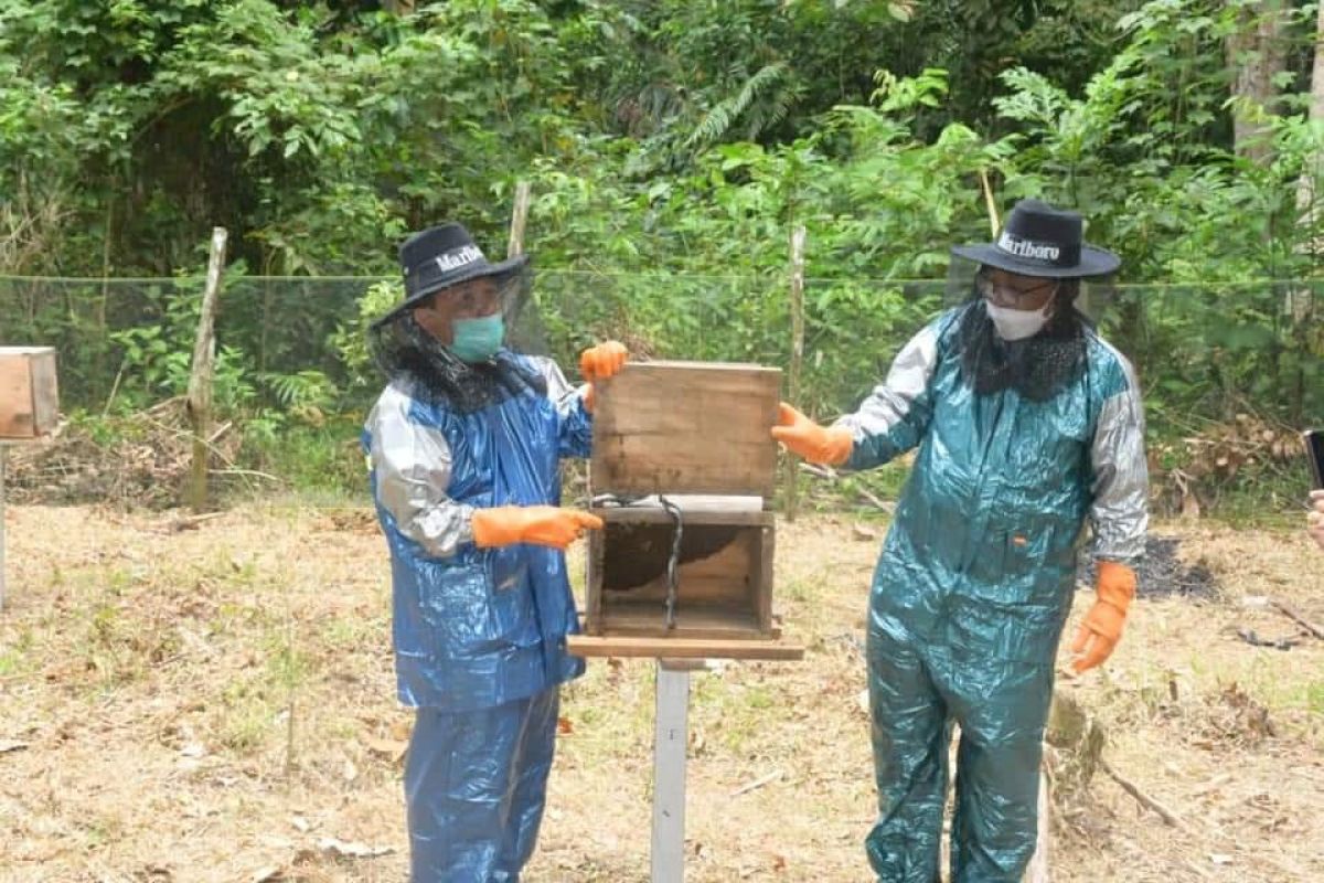 Batanghari gandeng Unja berikan pelatihan budidaya lebah madu