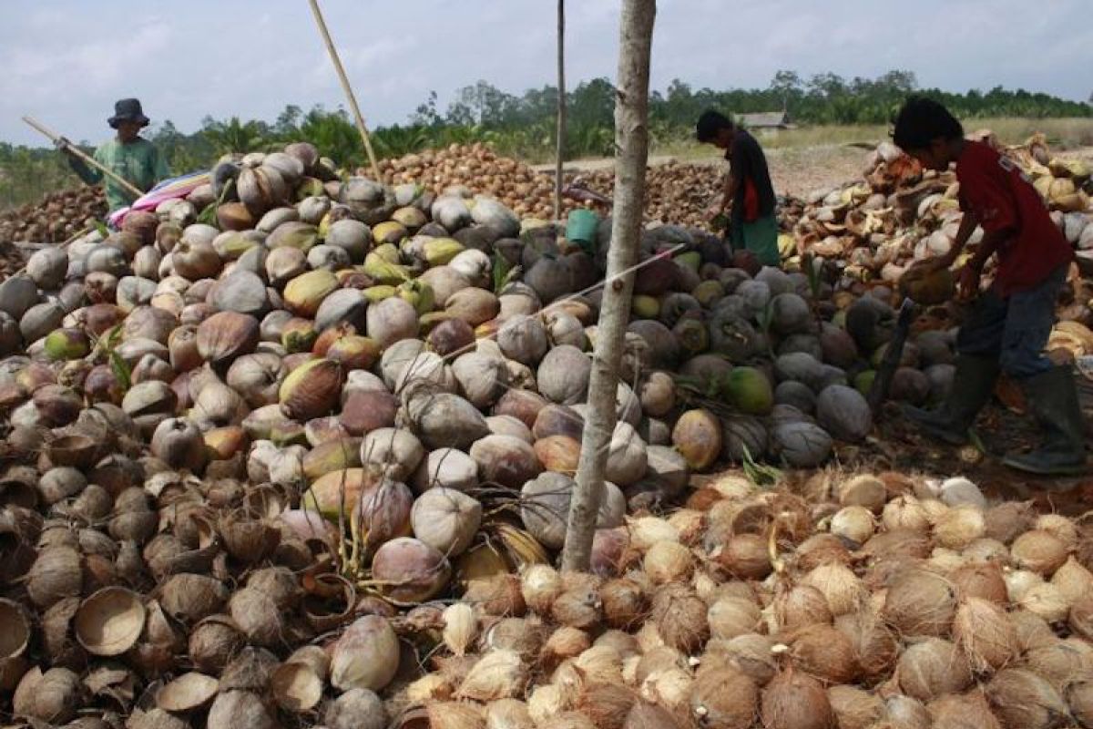 Perpekindo tolak rencana pelarangan ekspor kelapa bulat