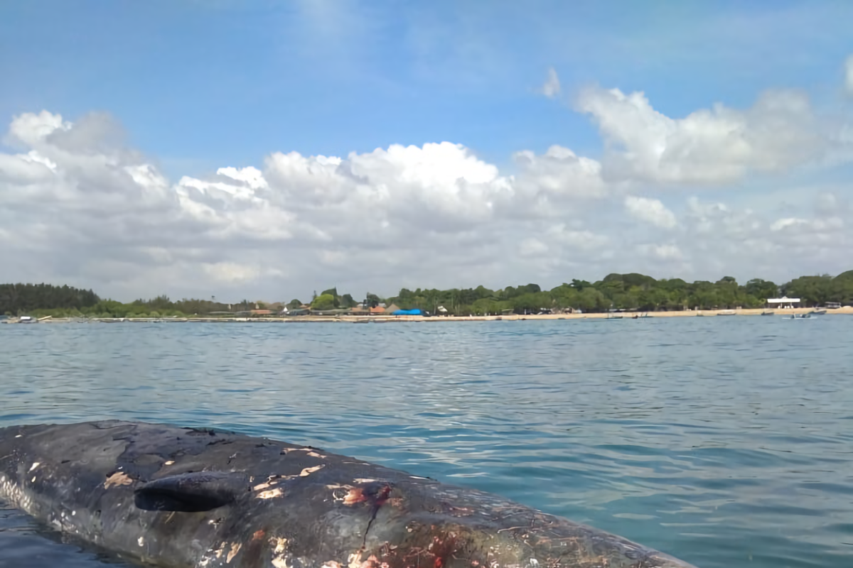 Paus sperma mati akan ditenggelamkan di lepas pantai