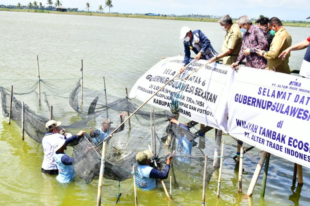 DKP Sulsel menargetkan panen 300 ton udang windu hingga akhir 2021