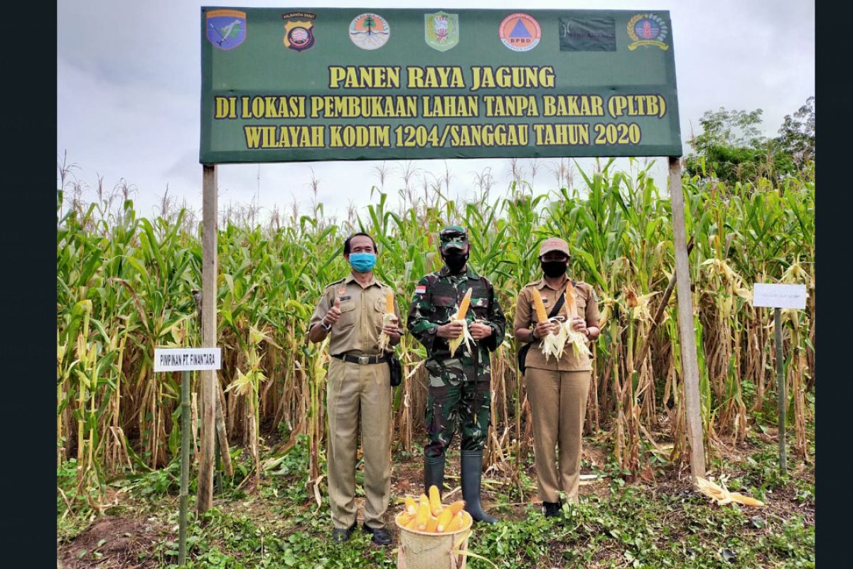 Dandim Sanggau panen jagung di lahan tanpa bakar