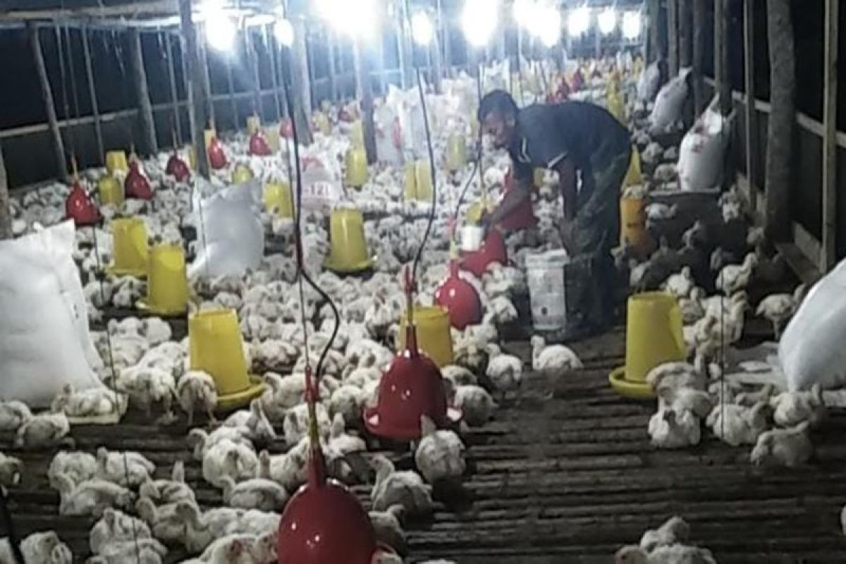 Tidak terpengaruh COVID-19 usaha ayam potong raup untuk puluhan juta sekali panen