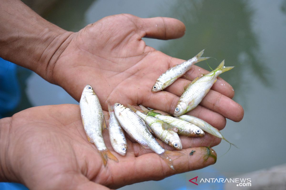 KKP bantu budidaya ikan bilih dan ikan air tawar di Danau Singkarak