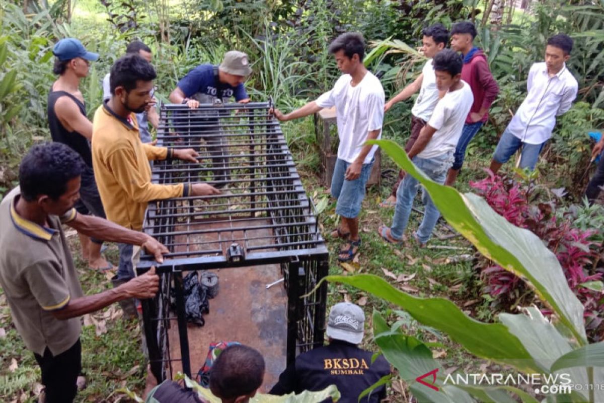 BKSDA Agam pasang perangkap di lokasi kambing dimangsa macan