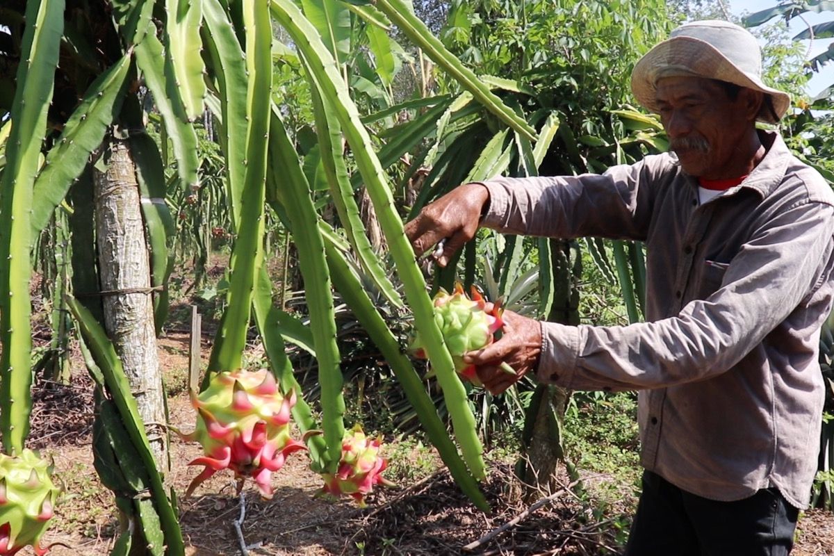 Bertani secara organik, buah Naga Sugito berkualitas super