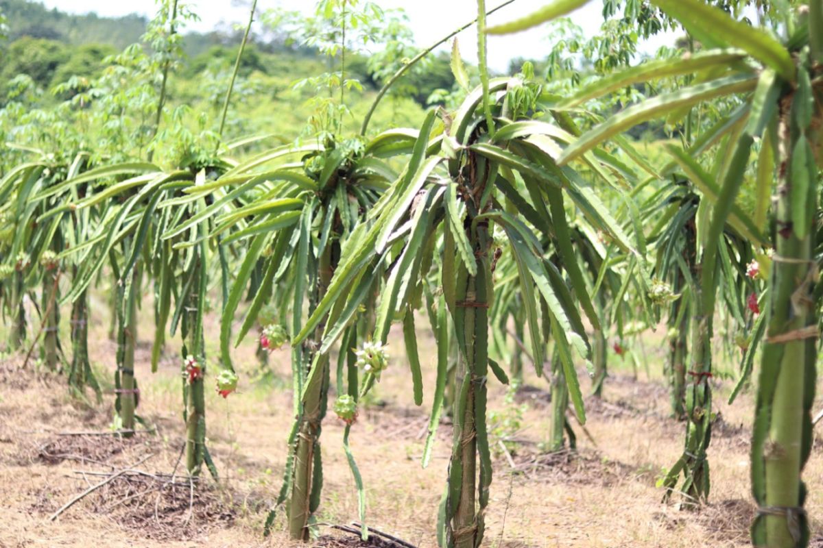 Super quality dragon fruit from Tabalong