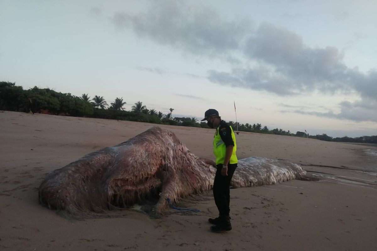 BPSPL Denpasar teliti bangkai paus sperma di Pantai Mengiat (video)