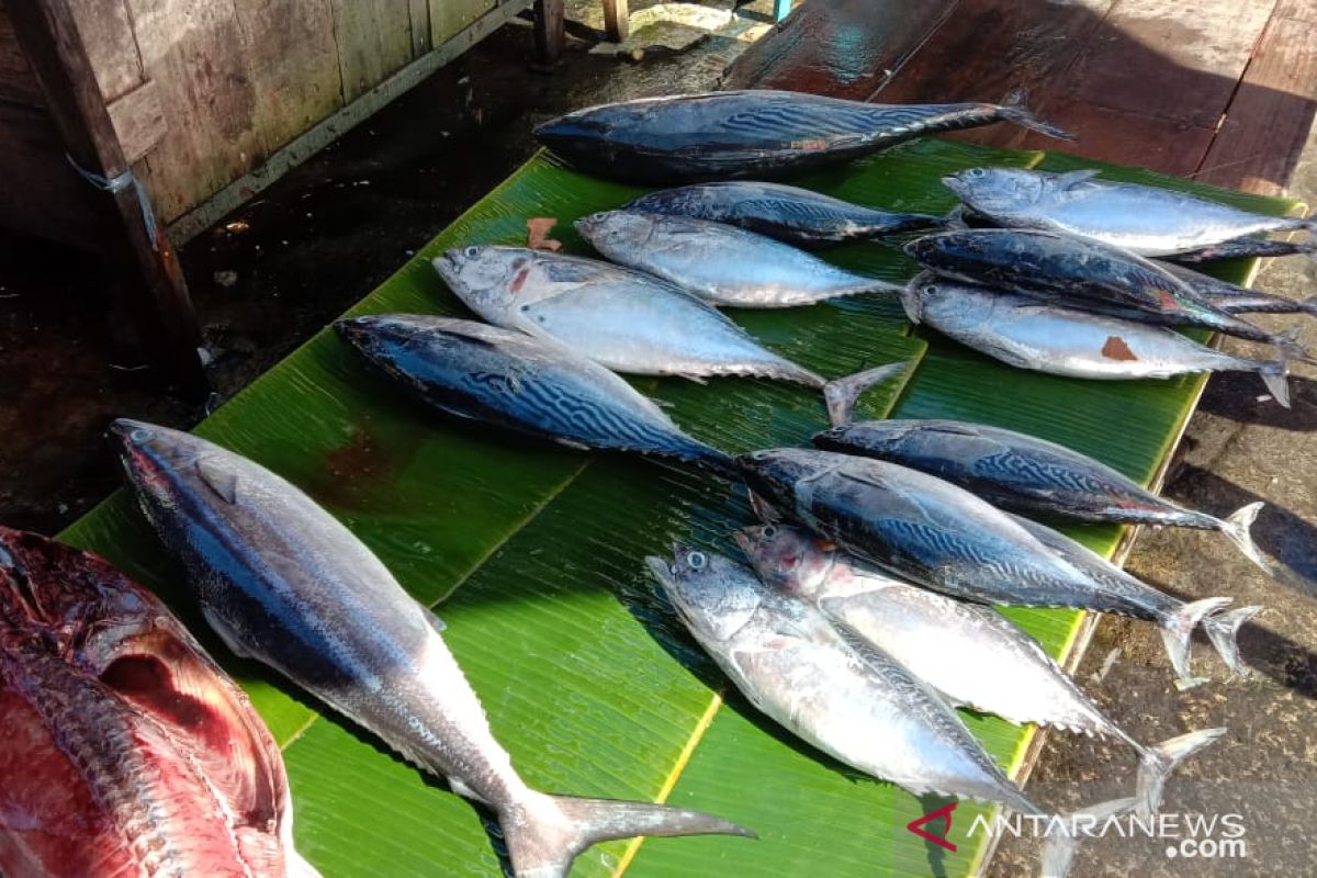 Harga berbagai jenis ikan segar di pasar Ambon turun