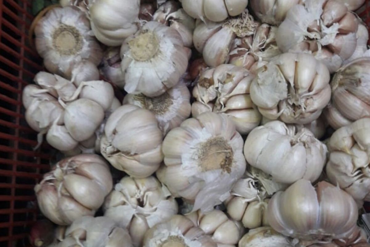 Harga bawang putih di Bandarlampung stabil