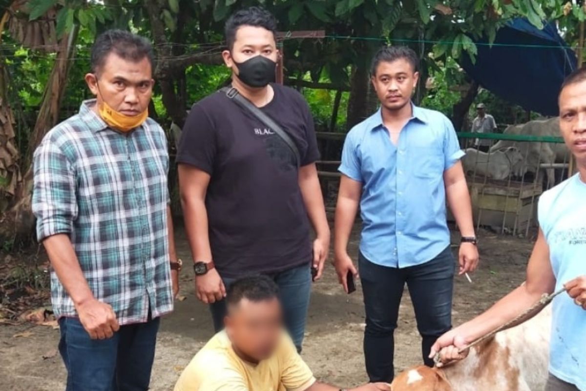 Spesialis maling lembu di Serbelawan Simalungun diringkus polisi