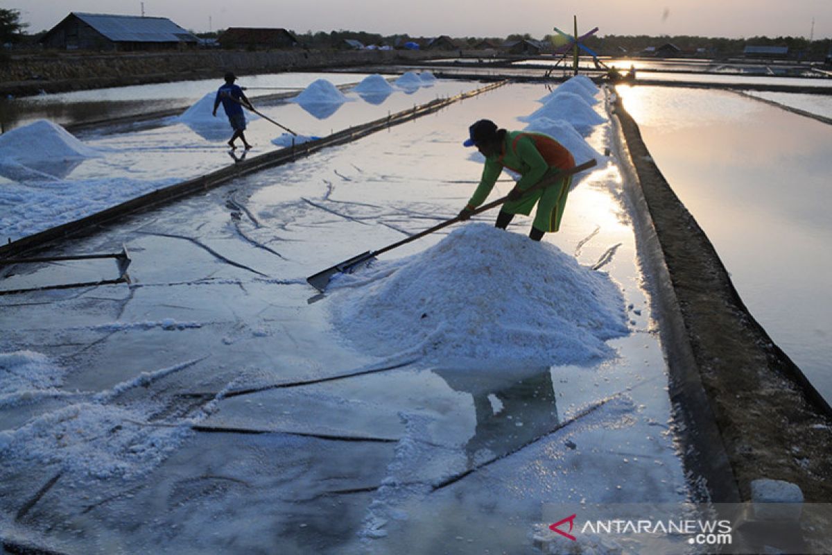 Kemenko: Hasil uji coba produksi garam tanpa lahan keluar akhir 2020