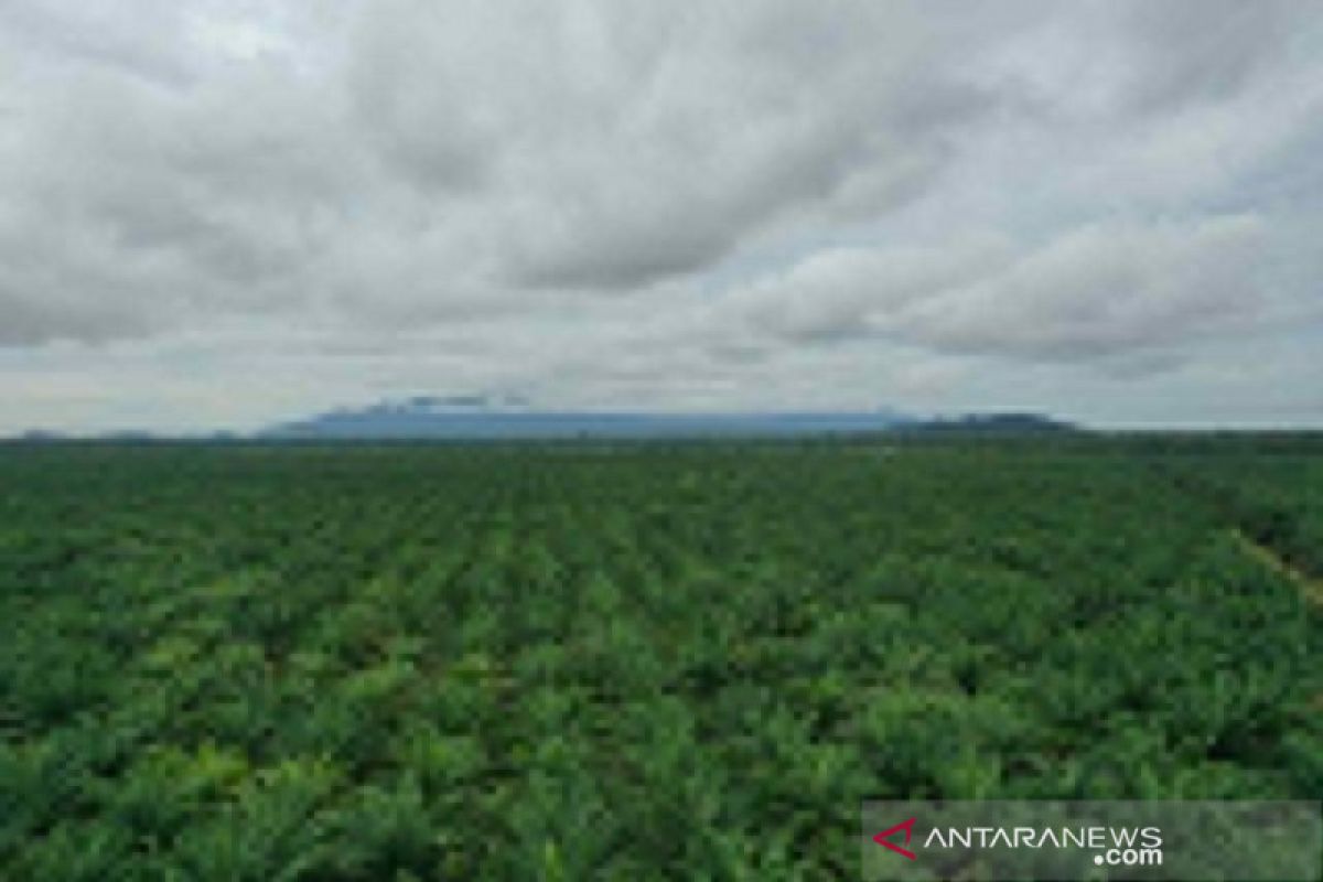 Tidak ada eksploitasi perempuan di kebun sawit Kalimantan Barat