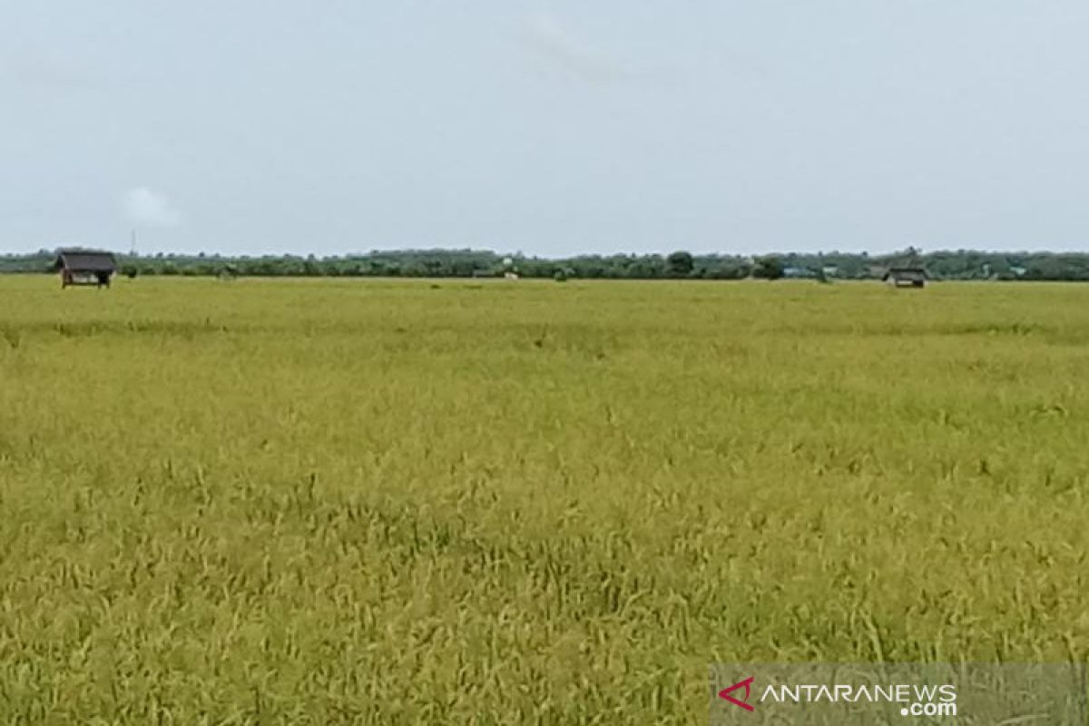 Petani Babulu Penajam gunakan pola tanam padi tradisional